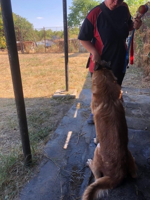 DUKE - hübscher Kerl noch etwas unsicher Bild 9