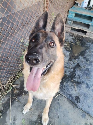 DUKE - hübscher Kerl noch etwas unsicher Bild 2