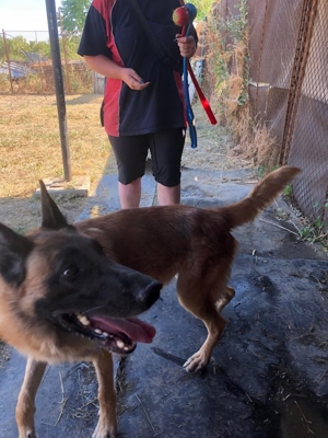 DUKE - hübscher Kerl noch etwas unsicher Bild 10