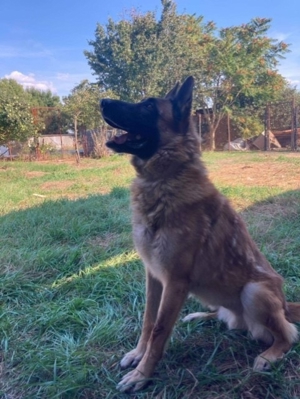 DUKE - hübscher Kerl noch etwas unsicher Bild 6