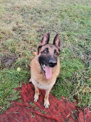 DUKE - hübscher Kerl noch etwas unsicher Bild 3