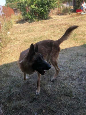 DUKE - hübscher Kerl noch etwas unsicher Bild 8