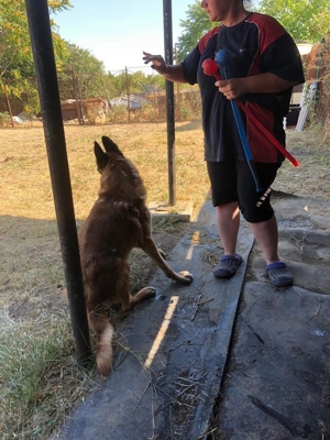 DUKE - hübscher Kerl noch etwas unsicher Bild 11