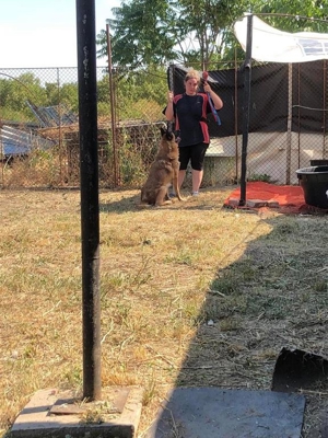 DUKE - hübscher Kerl noch etwas unsicher Bild 7