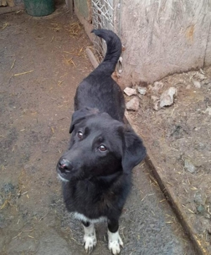 Dusky sucht ein Zuhause  Bild 4