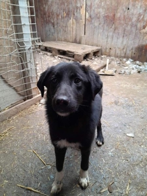 Dusky sucht ein Zuhause  Bild 3