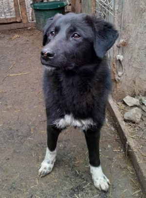 Dusky sucht ein Zuhause  Bild 2