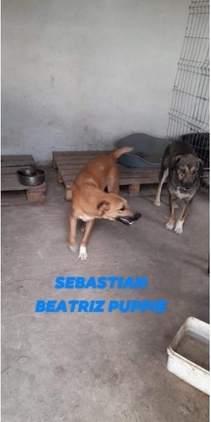 Schenkst DU mir ein Zuhause? Bild 3