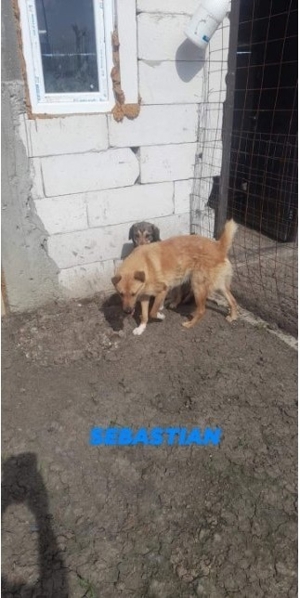 Schenkst DU mir ein Zuhause? Bild 4