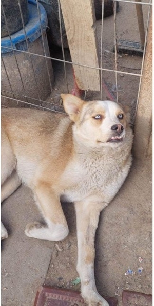 Lustige Bina sucht ihr Glück Tierschutz  Bild 2