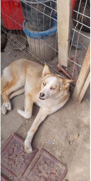 Lustige Bina sucht ihr Glück Tierschutz  Bild 3