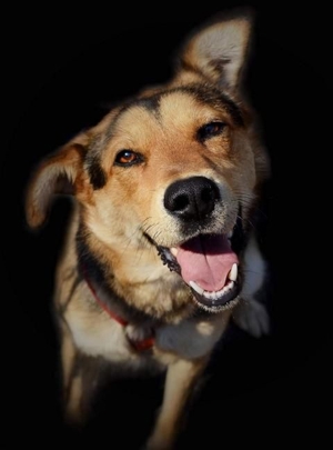 LEO - ein ganz besonderer Hund, der Kinder über alles liebt Bild 6