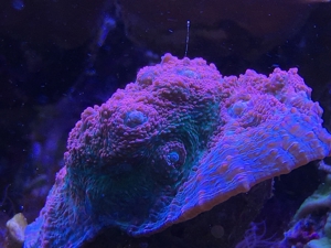 Koralle Briareum grüne Wiese" Meerwasser Aquarium Bild 9
