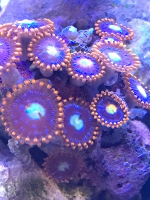 Koralle Briareum grüne Wiese" Meerwasser Aquarium Bild 3