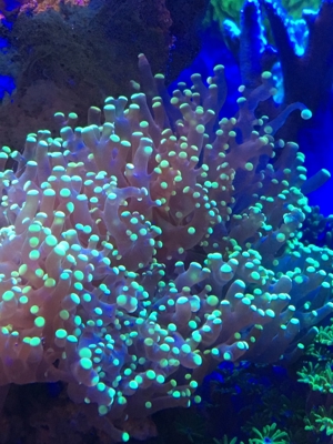 Koralle Briareum grüne Wiese" Meerwasser Aquarium Bild 12