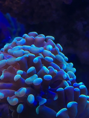Koralle Briareum grüne Wiese" Meerwasser Aquarium Bild 11