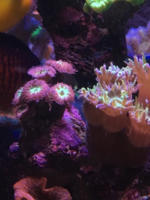 Koralle Briareum grüne Wiese" Meerwasser Aquarium Bild 13