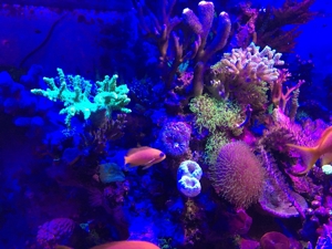 Koralle Briareum grüne Wiese" Meerwasser Aquarium Bild 2