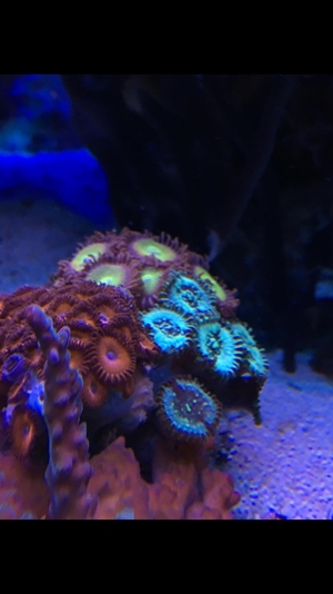 Koralle Briareum grüne Wiese" Meerwasser Aquarium Bild 4