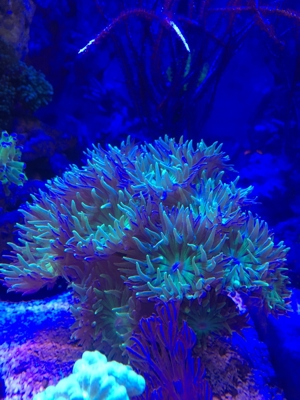 Koralle Briareum grüne Wiese" Meerwasser Aquarium Bild 10