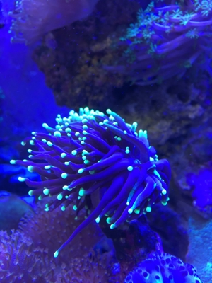 Koralle Briareum grüne Wiese" Meerwasser Aquarium Bild 5