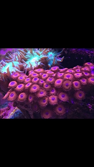 Zoas Korallen Zoanthus Meerwasser Aquarium Bild 4