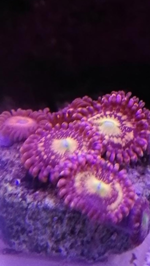 Zoas Korallen Zoanthus Meerwasser Aquarium Bild 7