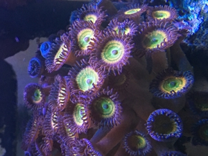Zoas Korallen Zoanthus Meerwasser Aquarium Bild 11