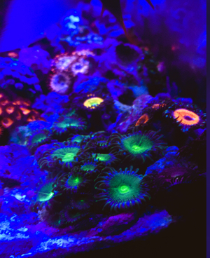 Zoas Korallen Zoanthus Meerwasser Aquarium Bild 9