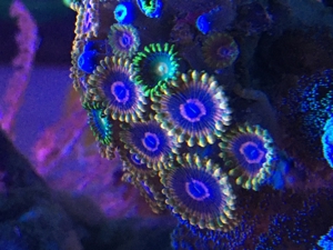 Zoas Korallen Zoanthus Meerwasser Aquarium Bild 12
