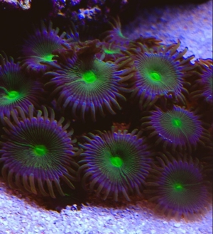 Zoas Korallen Zoanthus Meerwasser Aquarium Bild 3