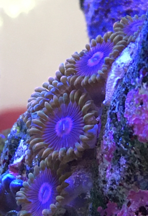 Zoas Korallen Zoanthus Meerwasser Aquarium Bild 10