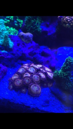 Zoas Korallen Zoanthus Meerwasser Aquarium Bild 2