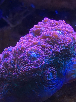 Zoas Korallen Zoanthus Meerwasser Aquarium Bild 5