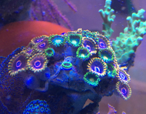 Zoas Korallen Zoanthus Meerwasser Aquarium Bild 6