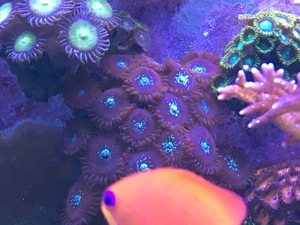 Koralle Zoanthus "Simply Red" Krustenanemone Meerwasser Aquarium Bild 4
