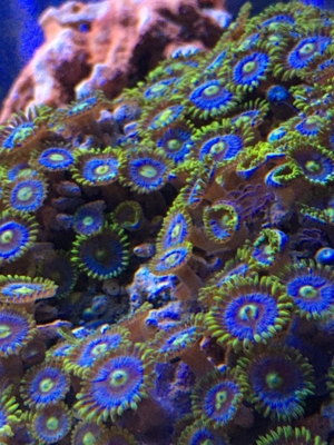 Koralle Zoanthus "Simply Red" Krustenanemone Meerwasser Aquarium Bild 3