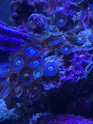 Zoanthus blueberry pie WYSIWYG Meerwasser Aquarium