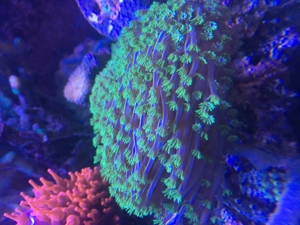 Korallenableger - Set 10 Stück Meerwasser Aquarium Bild 13