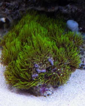 Korallenableger - Set 10 Stück Meerwasser Aquarium Bild 10