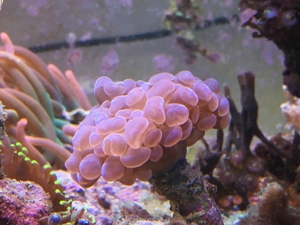 Korallenableger - Set 10 Stück Meerwasser Aquarium Bild 6
