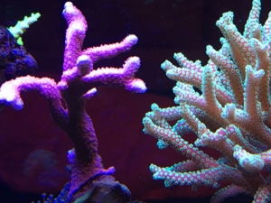 Korallenableger - Set 10 Stück Meerwasser Aquarium Bild 4
