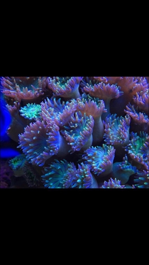 Korallenableger - Set 10 Stück Meerwasser Aquarium Bild 2