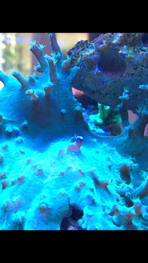 Korallenableger - Set 10 Stück Meerwasser Aquarium Bild 7