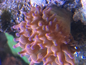 Korallenableger - Set 10 Stück Meerwasser Aquarium Bild 12