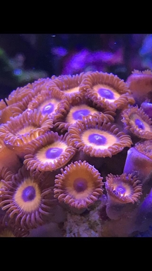 Korallenableger - Set 10 Stück Meerwasser Aquarium Bild 3