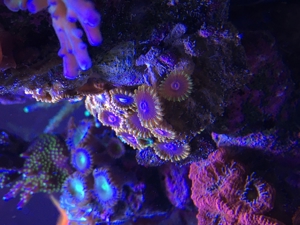 Zoanthus 10 Zoas rare ultra megaschön Meerwasser Aquarium Bild 6