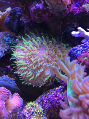 Fungia/Cycloseris rainbow multicolor Koralle Meerwasser Aquarium Bild 2