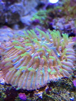 Fungia/Cycloseris rainbow multicolor Koralle Meerwasser Aquarium Bild 1