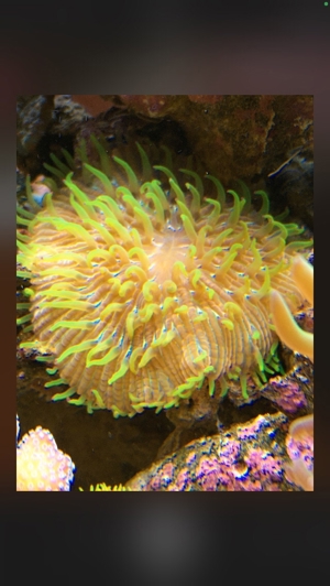 Fungia/Cycloseris rainbow multicolor Koralle Meerwasser Aquarium Bild 3